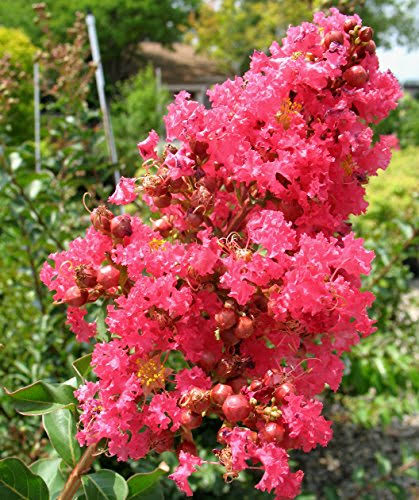 Tuscarora Crape Myrtle Tree - Live Plant in 3 Gallon Pot F975341