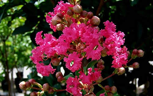 Tuscarora Crape Myrtle Tree - Live Plant in 3 Gallon Pot F975341