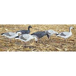 Dakota Decoy Migration Series Snow Juvies Goose Decoys 6 Pack I537