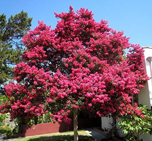 Tuscarora Crape Myrtle Tree - Live Plant in 3 Gallon Pot F975341