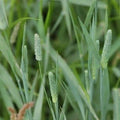 Timothy Pasture Grass Seed - 50 lbs.
