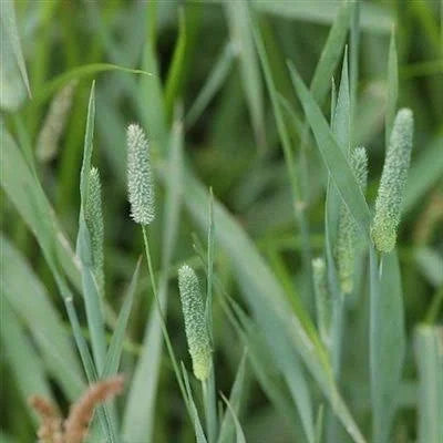 Timothy Pasture Grass Seed - 50 lbs.