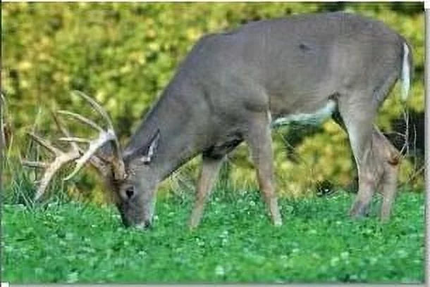 Pennington Rackmaster Deluxe Fall Deer Mixture Food Plot Seed Mix 50lb Z2523