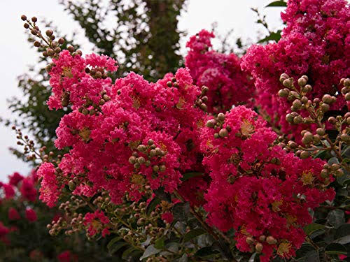 Tuscarora Crape Myrtle Tree - Live Plant in 3 Gallon Pot F975341