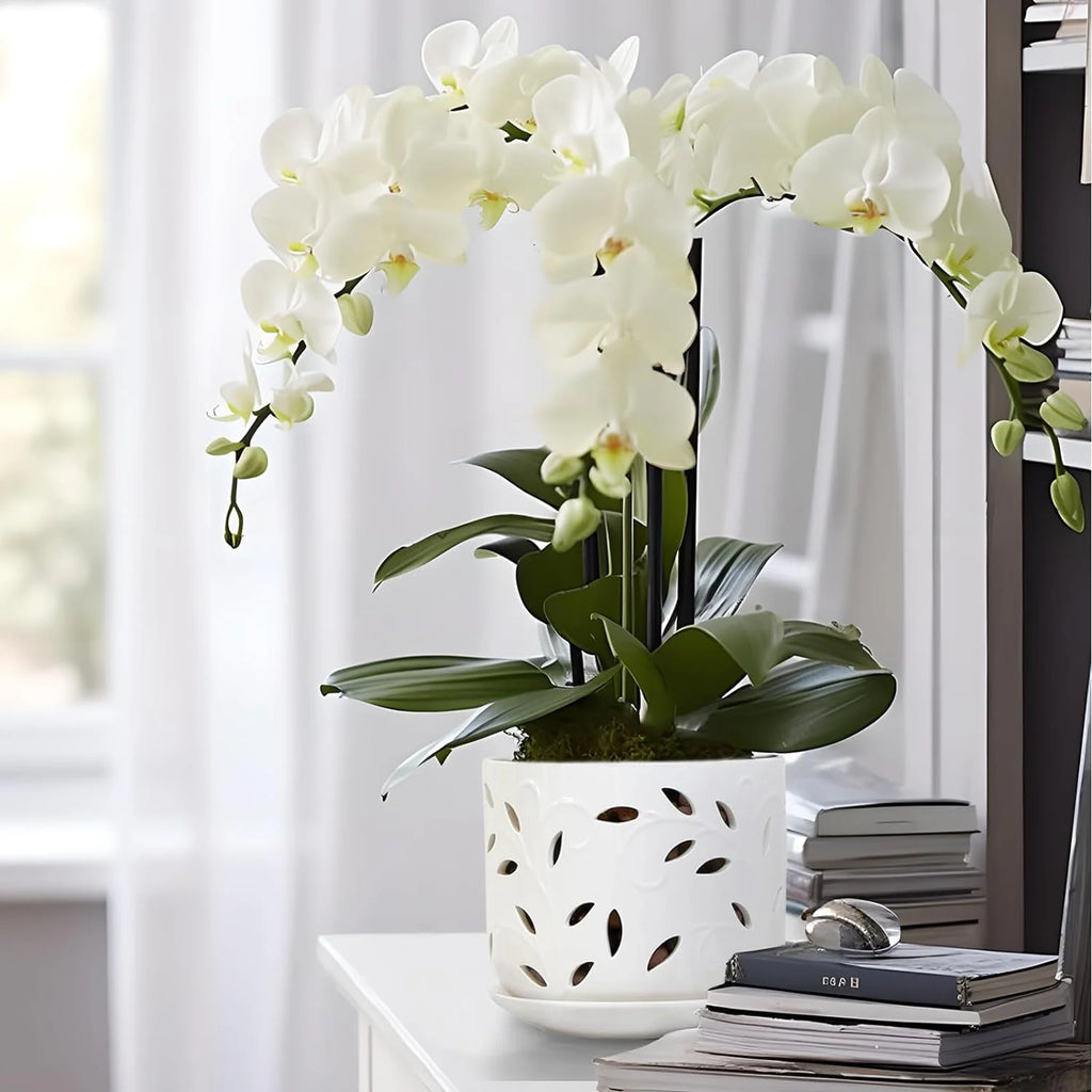 BUYMAX Set of 2 Ceramic Orchid Pots with Saucers, 5 & 6 Inch P238530