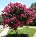 Tuscarora Crape Myrtle Tree - Live Plant in A 3 Gallon Pot -Lagers...
