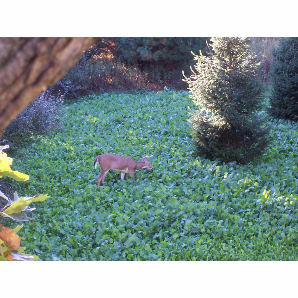 Pennington Rackmaster Deluxe Fall Deer Mixture Food Plot Seed Mix 50lb Z2523